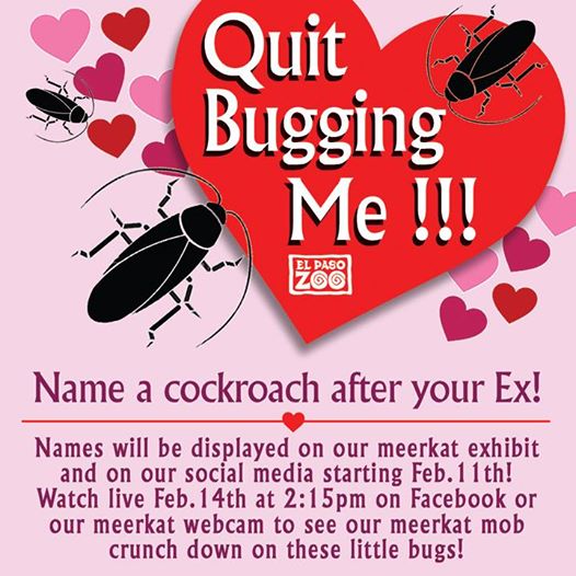 Forget Valentines Day; How About Roaches?