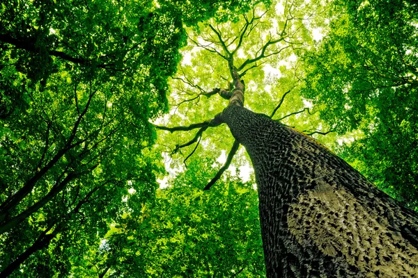 Into the Woods Features Familiar Name