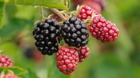 https://thegoodearthgarden.com/how-to-grow-blackberries-in-arkansas/